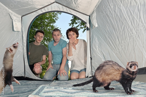 Shocked Family Finding Uninvited Ferrets In Tent photo