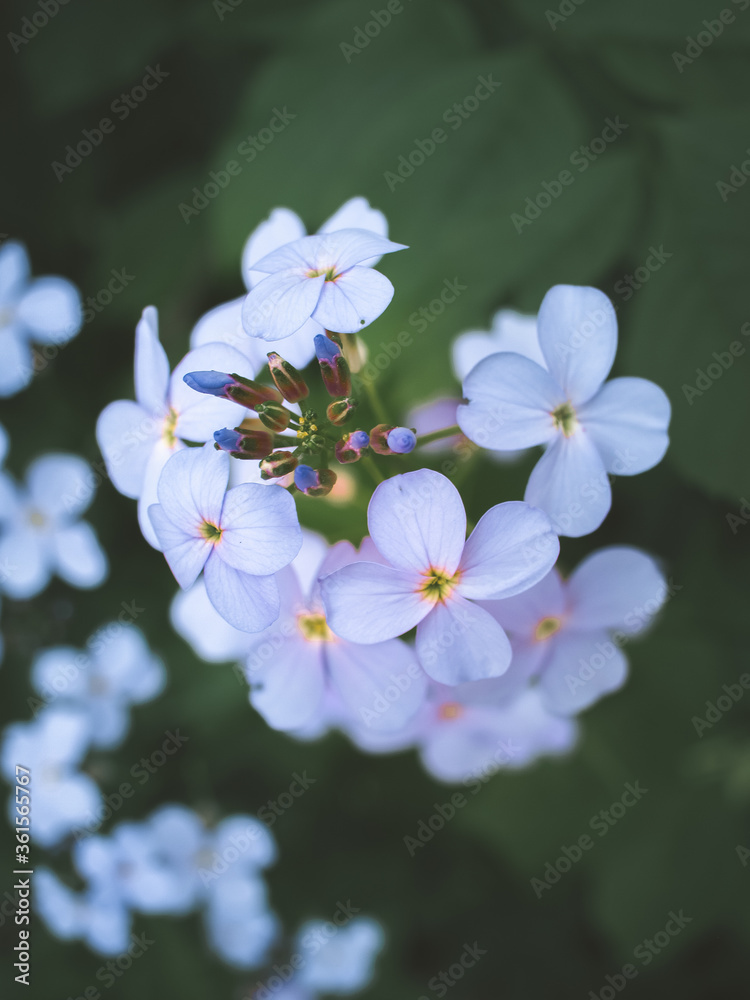 Fototapeta premium purple forest flowers