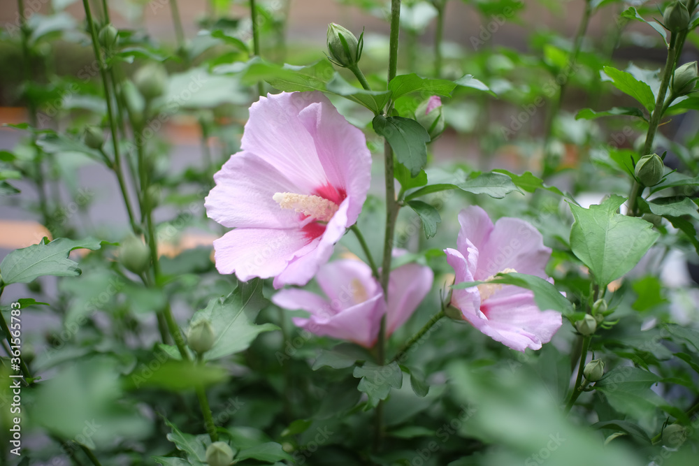 Flowers Flowers