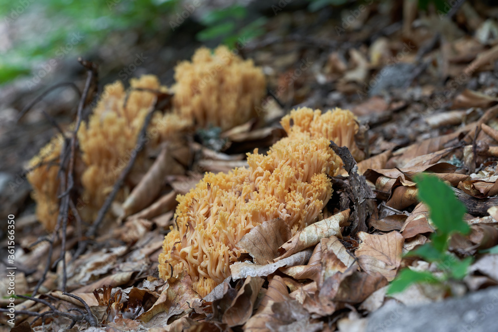 Inedible mushroom Ramaria fagetorum in the beech forest. Wild coral yellowish pink fungus growing in the leaves. Inedible mushroom Ramaria fagetorum in the beech forest. Wild coral yellowish pink fungus growing in the leaves.