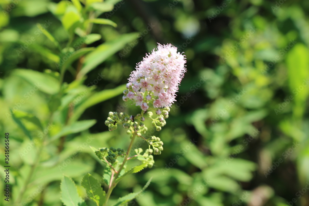 Delicate pink fluffy flowers bloomed on a bush in a summer garden
Delicate pink fluffy flowers bloomed on a bush in a summer garden