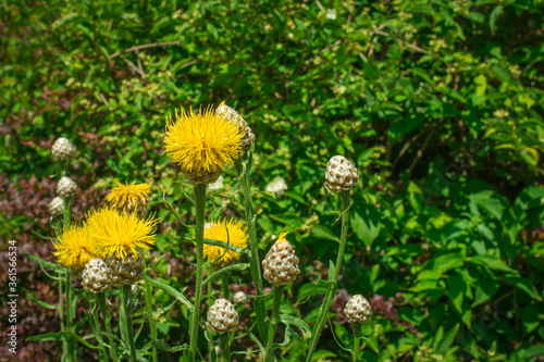 yellow spring flowers photo