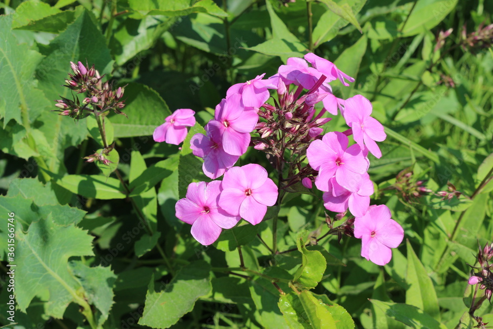 Pink phlox bloom in the garden in summer
Pink phlox bloom in the garden in summer