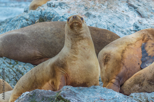 Sealion animal in the rocks at the island of ushuaia