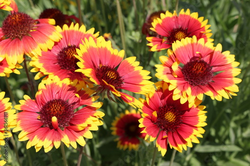  Bright rudbeckia bloom in the garden in summer