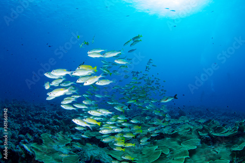 Bluestripe snapper and coral reef