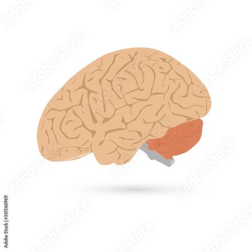 Illustration of human brain on white background