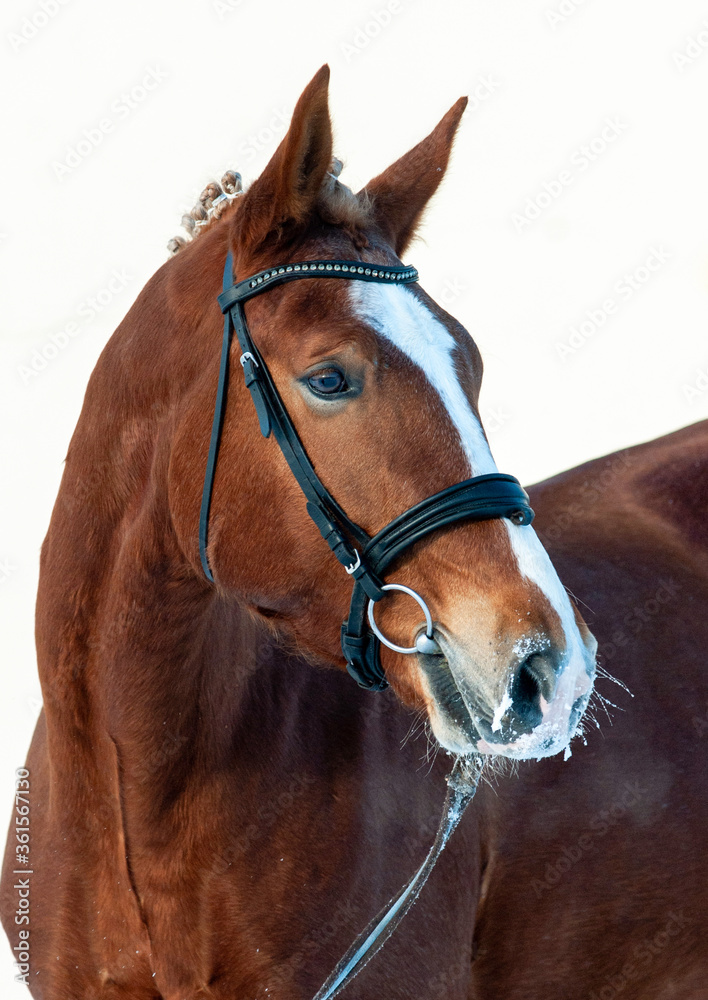 Saddle horse in black bridle portrait
