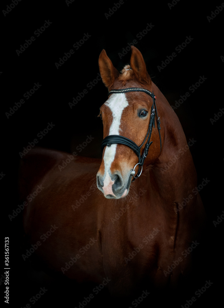 Beautiful chestnut horse in bridle portrait on black Beautiful chestnut horse in bridle portrait on black