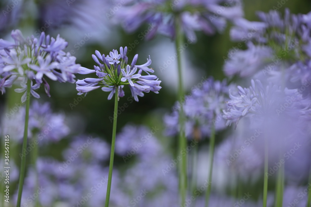 Fototapeta premium 青い花たちの密林