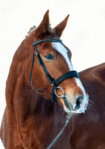 Obraz na płótnie Saddle horse in black bridle portrait w salonie