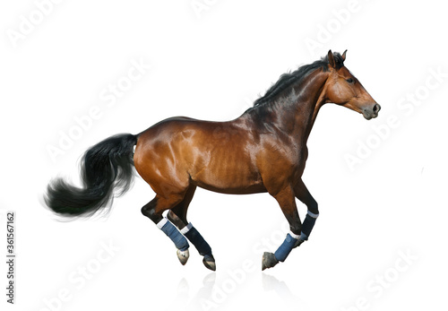 Beautiful healthy sportive horse isolated over a white