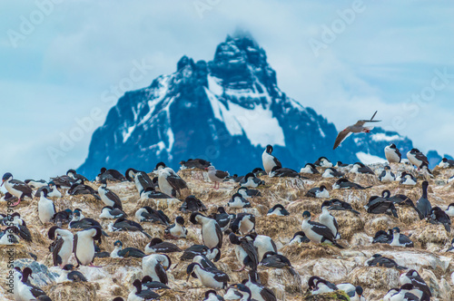 Insland of the Penguins in Ushuaia
