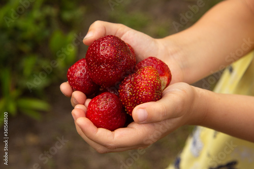 Light-skinned girl preschooler holds in his hands a large fresh red strawberries. Harvest in summer
