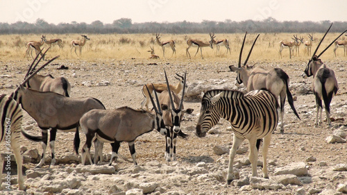Namibia, Etosha Park, a puddle of water attracted around dozens of animals