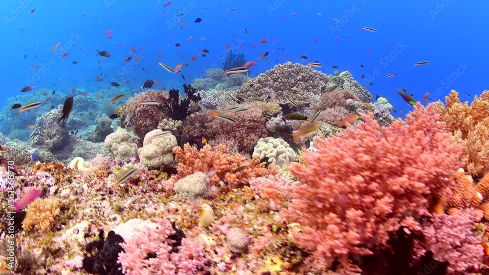 tropical reef fish and scuba diving in colourful corals 