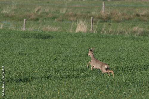 roe deer jumping in the green field