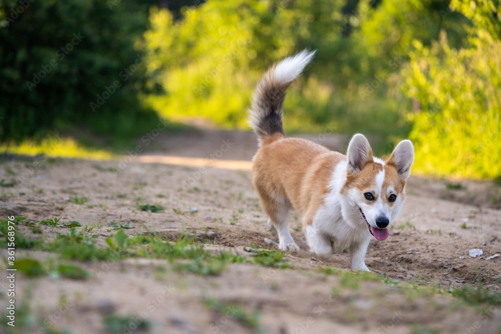 Cute Corgi dog walks in nature Cute Corgi dog walks in nature