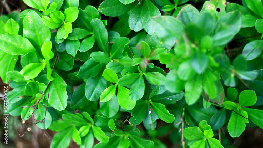Som Jawa or Talinum paniculatum plant in the garden.
Som Jawa or Talinum paniculatum plant in the garden.