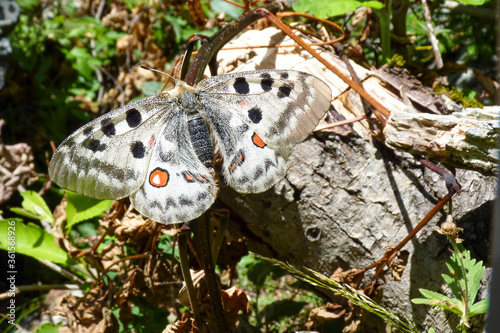 Fototapeta Naklejka Na Ścianę i Meble -  Parnassius apollo, butterfly, close-up view