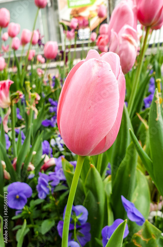 pink tulip flowers in Heilbronn in Germany 