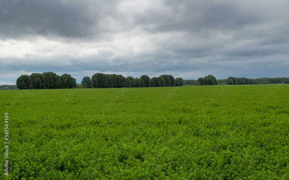 Field of green grass against the sky before a thunderstorm in early summer