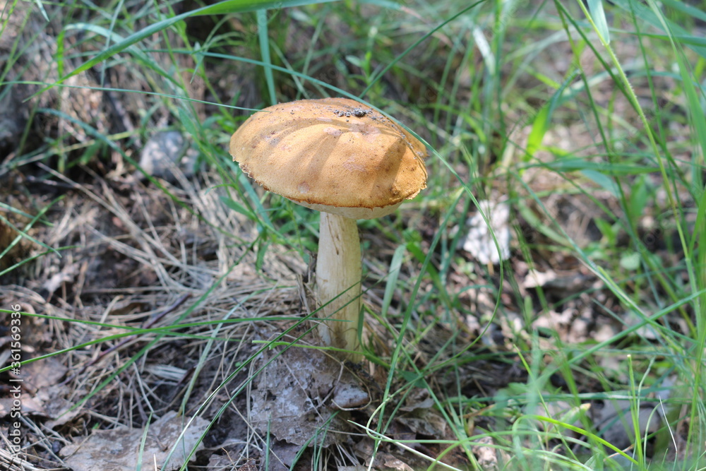 Boletus mushroom growing in the grass in a forest glade
Boletus mushroom growing in the grass in a forest glade
