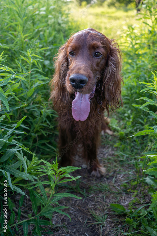 Irish red setter breed dog. Walking in the grass