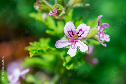 red and white geranium flowers photo