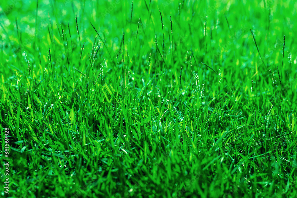 The texture of green grass for the background The texture of green grass for the background