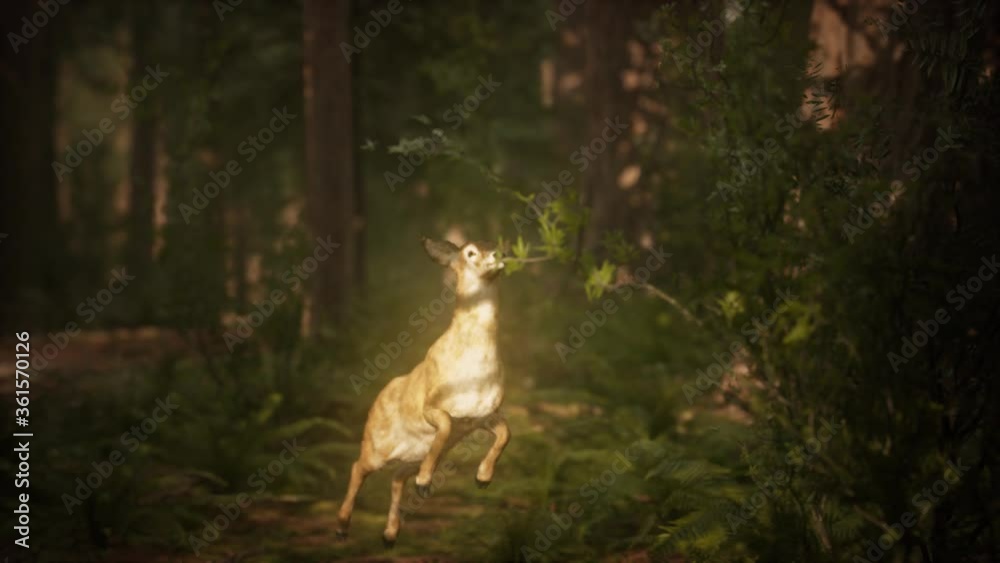 extreme slow motion deer jump in pine forest. 960 FPS extreme slow motion deer jump in pine forest. 960 FPS