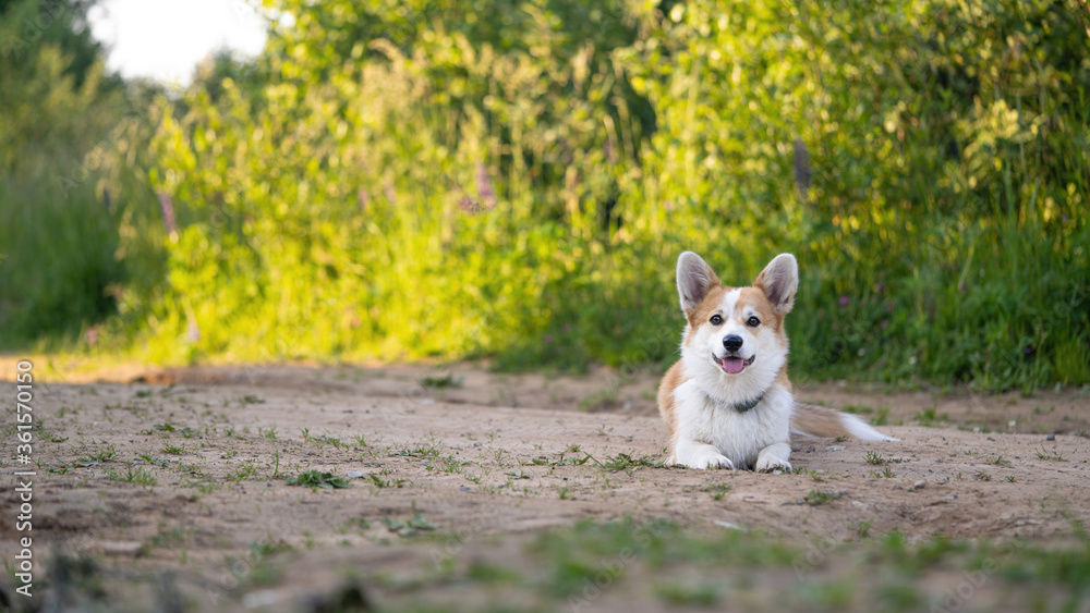 Cute Corgi dog is lying on the road and waiting