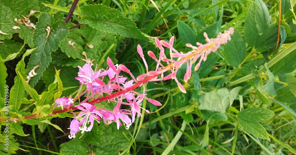 pink and white flowers pink and white flowers