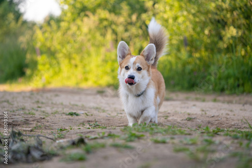 Cute Corgi dog runs along the path in nature and licks its lips