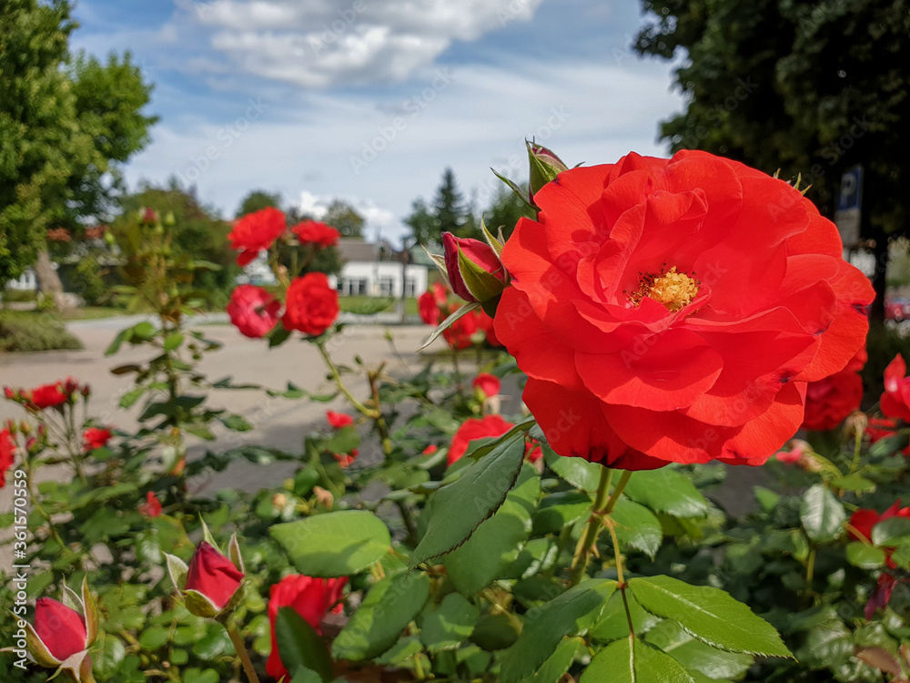 red rose, red Floribunda  rose or fragrant cloud rose  in Germany  