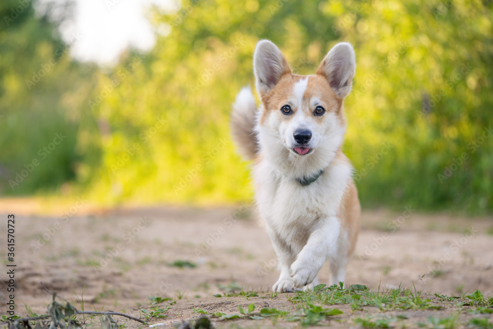 Cute Corgi dog runs on a walk. Little puppy Cute Corgi dog runs on a walk. Little puppy