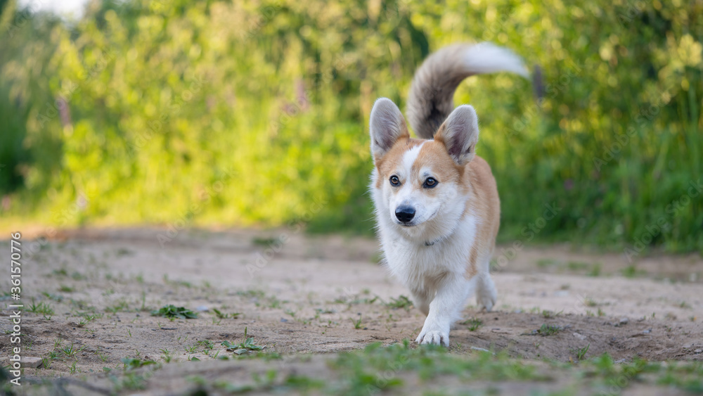 Cute Corgi dog runs along the track in nature