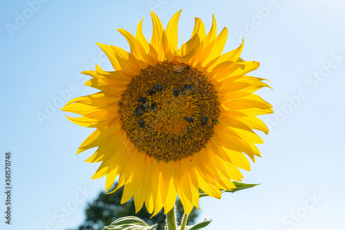 Sunflower field in sunny day