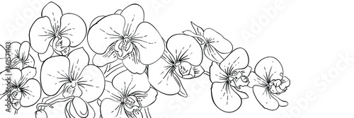 Panoramic ink orchids flowers banner. Line black and white illustration