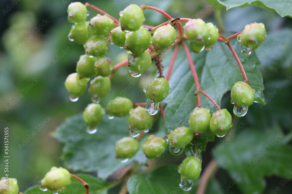 Raindrops hanging on green berries of viburnum Raindrops hanging on green berries of viburnum