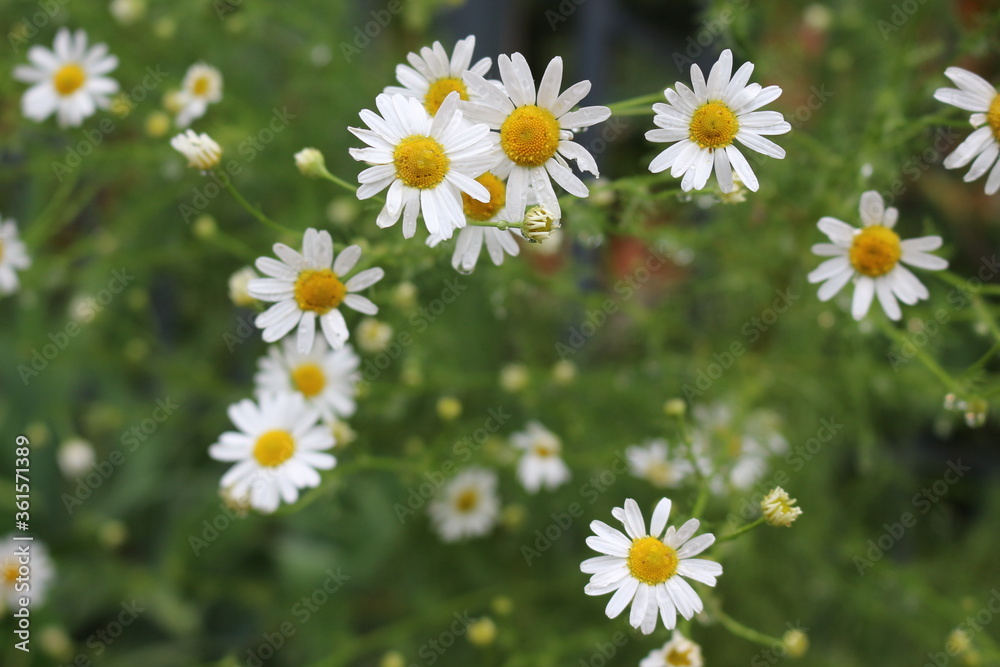 Modest daisies bloom in the summer in the meadows, fields, gardens
Modest daisies bloom in the summer in the meadows, fields, gardens