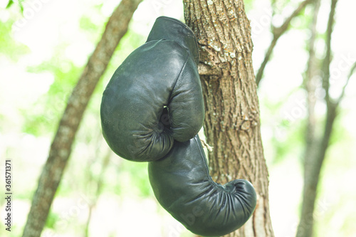 boxing gloves hang on a tree