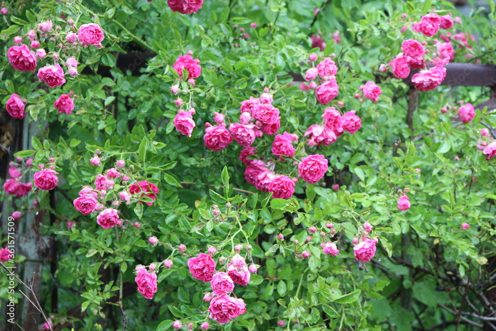 
Small bright pink flowers blooming on a rose bush in a summer garden