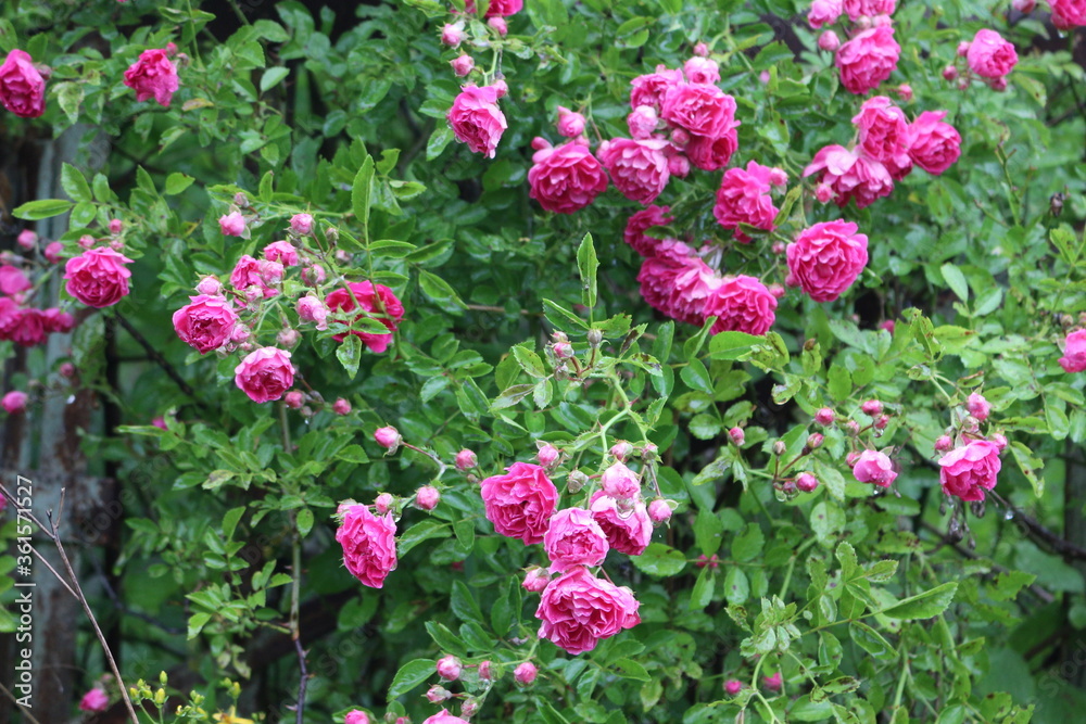 Small bright pink flowers blooming on a rose bush in a summer garden
Small bright pink flowers blooming on a rose bush in a summer garden