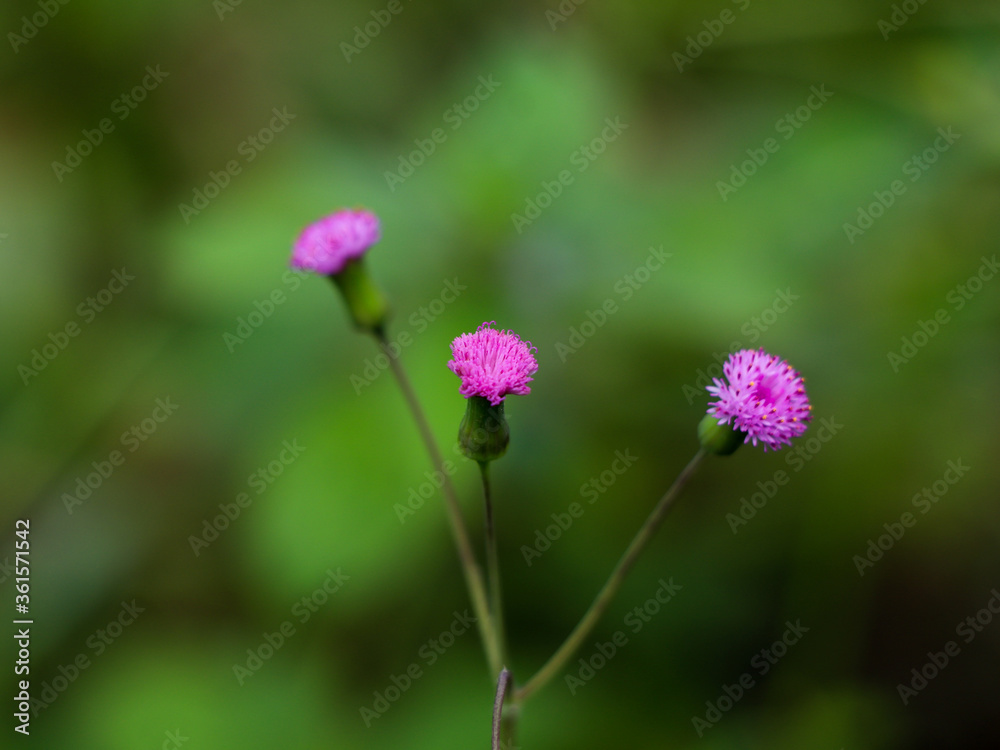 Obraz premium Flower of Emilia sonchifolia, also known as lilac tasselflower or cupid's shaving brush.