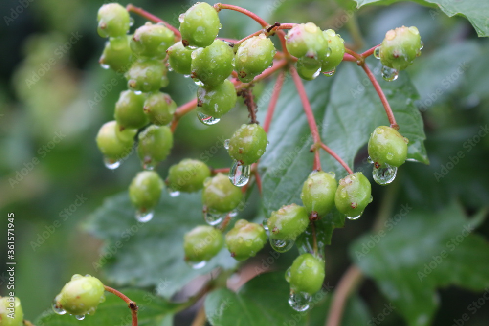 Raindrops hanging on green berries of viburnum Raindrops hanging on green berries of viburnum