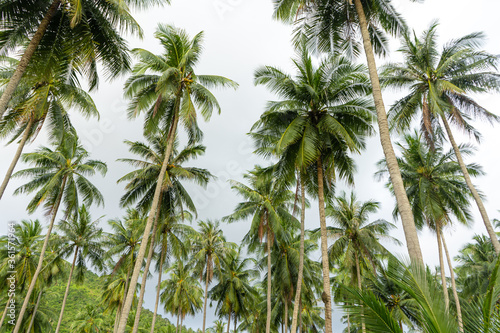 palm grove. Palm trees in the tropical jungle. Symbol of the tropics and warmth