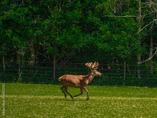 lone deer © Ben