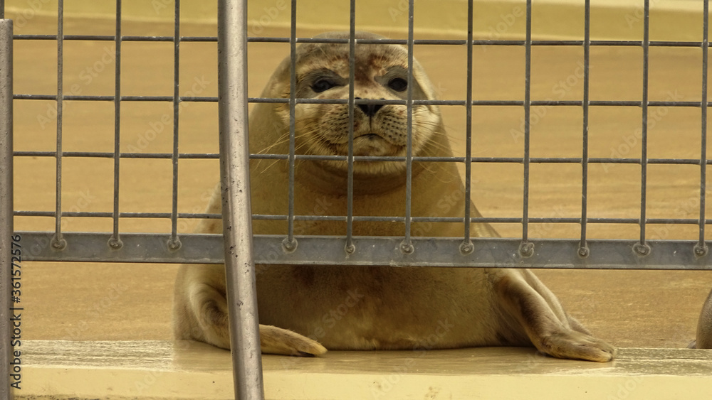 Obraz premium seal in cage