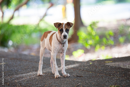 Fototapeta Naklejka Na Ścianę i Meble -  Thailand Homeless dog in the garden with blur background